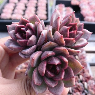 包邮 多肉植物阳台好养高颜值稀有名贵花卉绿植盆栽 紫水晶