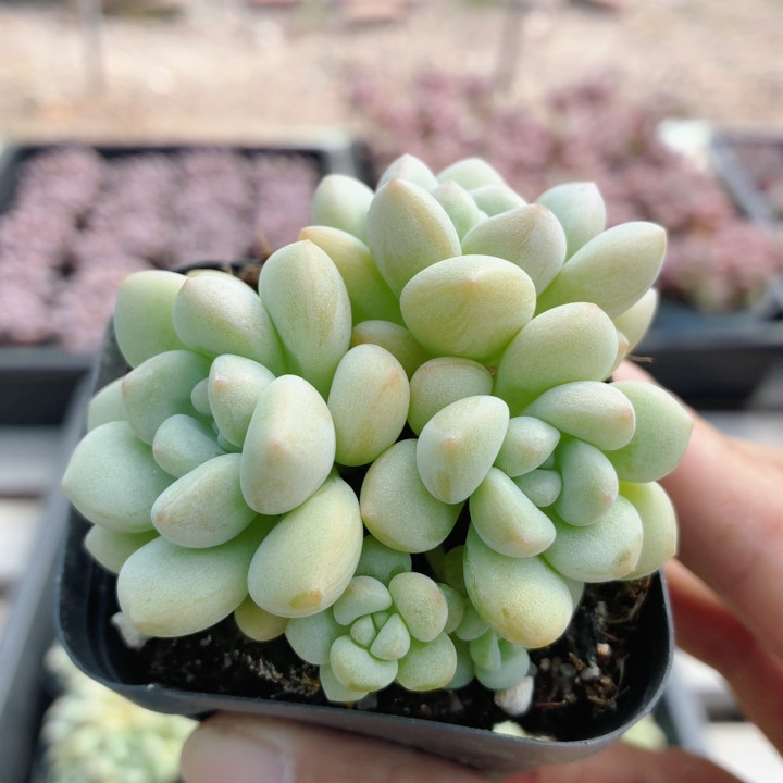 泡泡糖  多肉植物稀有阳台窗台新手好养名贵绿植花卉盆栽（20包邮