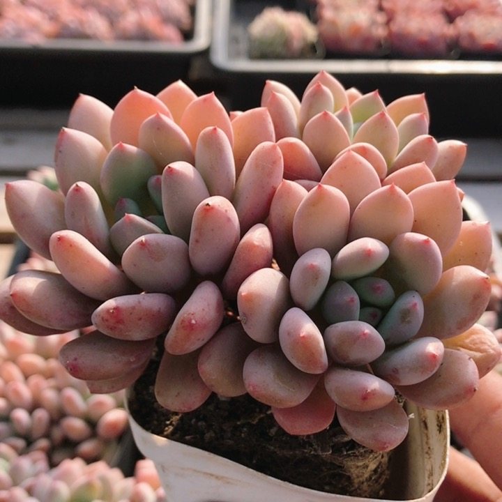 糖豆美人  多肉植物稀有绿植阳台窗台新手好养花卉小盆栽（20包邮