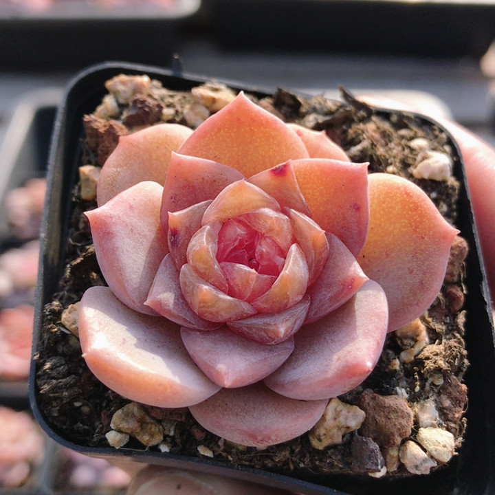 糖心  精品多肉植物绿植高颜值稀有花卉迷你小盆栽（20包邮）,鲜花速递/花卉仿真/绿植园艺,多肉植物,淘宝优惠券,粉丝福利购,淘宝优惠卷