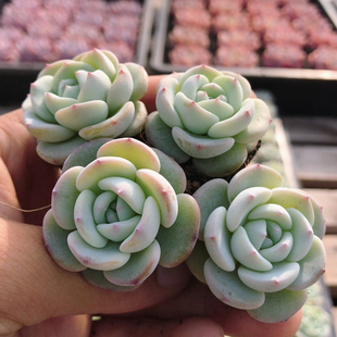 包邮 名贵多肉植物阳台窗台办公室花卉绿植盆栽高颜值 圆梦