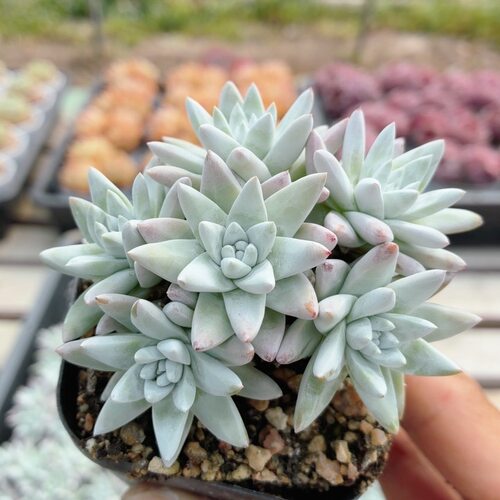 白菊  精品多肉植物盆栽新手多肉高颜值名贵花卉植物（20包邮）