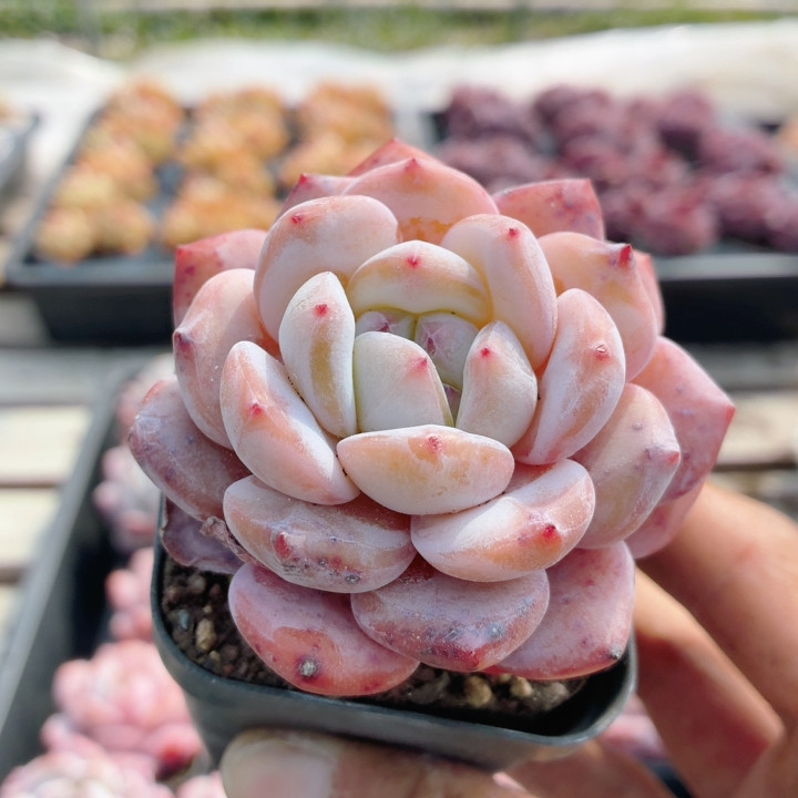 精品星影橙  多肉植物小盆栽高颜值绿植花卉新手好养（20包邮）