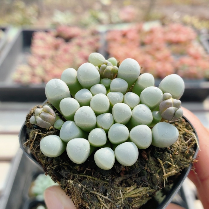 五十铃玉  可爱萌肉多肉植物阳台好养易活小盆栽稀有品种（20包邮