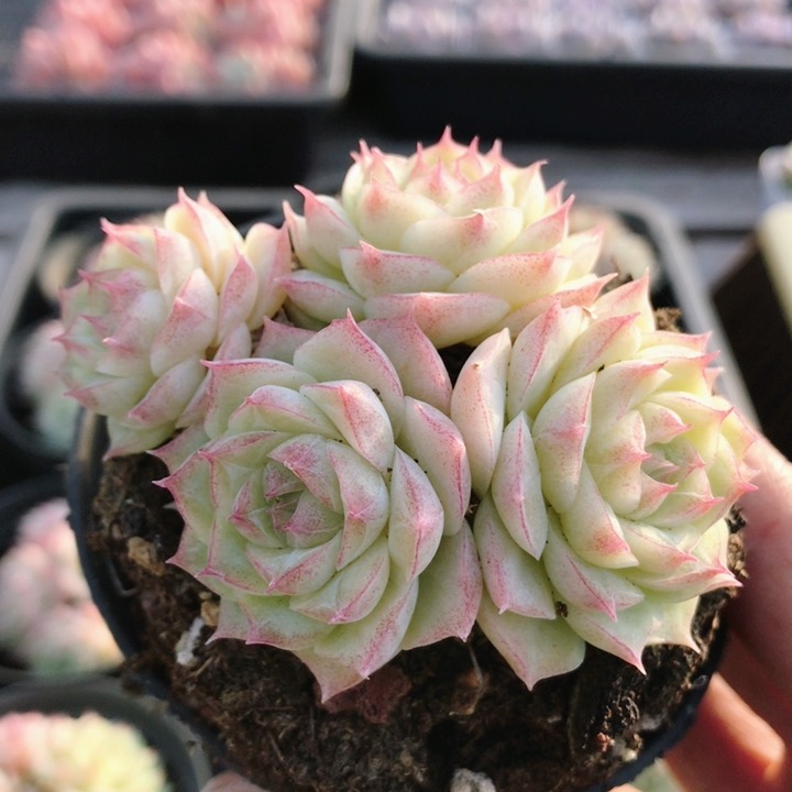 潘多拉女王  多肉植物精品高颜值绿植花好养迷你小盆栽（20包邮