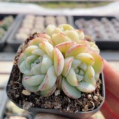 包邮 多肉植物阳台窗台好养精品高颜值花卉绿植小盆栽 胖虎