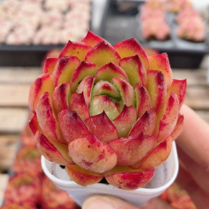 宝莉安娜  多肉植物盆栽阳台窗台办公室内好养绿植花卉（20包邮）,鲜花速递/花卉仿真/绿植园艺,多肉植物,淘宝优惠券,粉丝福利购,淘宝优惠卷