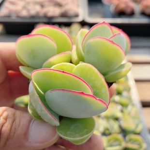 白眉  多肉植物精品好养花卉小盆栽高颜值阳台植物（20包邮）