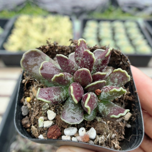 斑点紫库博  多肉植物稀有名贵阳台窗台好养绿植花卉盆栽（20包邮