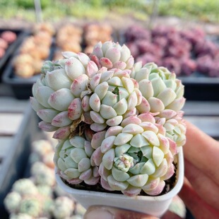 羊脂球  好养多肉植物阳台绿植花卉迷你小盆栽高颜值（20包邮）