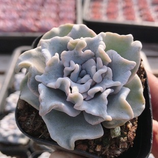 包邮 多肉植物好养小盆栽办公室内好养精品高颜值 白饺子皮