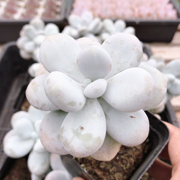 奶酪  好养多肉植物办公室内阳台可爱花卉绿植小盆栽（20包邮）