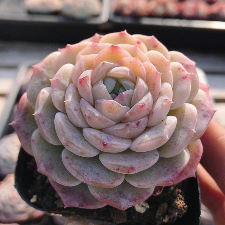 粉纯爱  多肉植物阳台好养高颜值稀有名贵花卉绿植盆栽（20包邮）,鲜花速递/花卉仿真/绿植园艺,多肉植物,淘宝优惠券,粉丝福利购,淘宝优惠卷