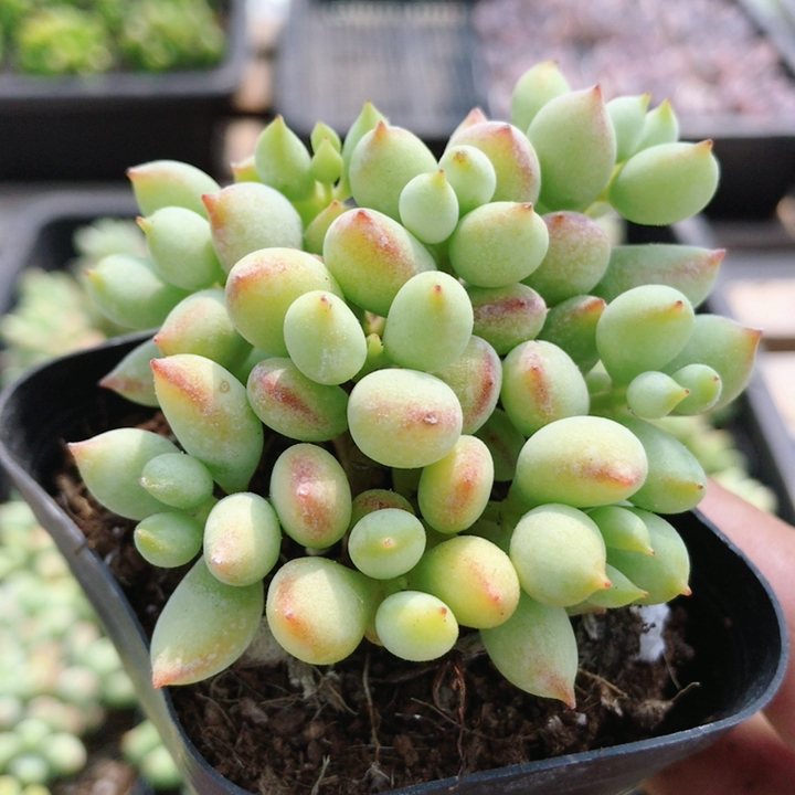 达摩福娘  多肉植物盆栽办公室内好养精品可爱好活肉肉（20包邮