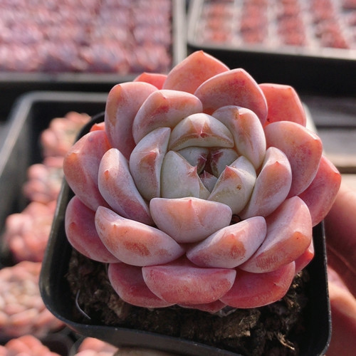 精品厚梦  多肉植物稀有名贵阳台办公室好养绿植花卉盆栽（20包邮