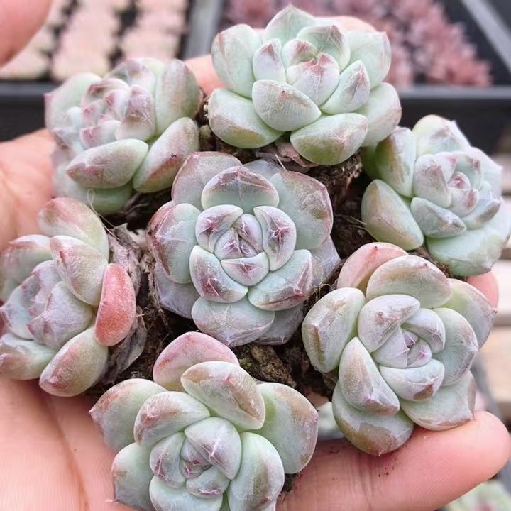 明日之星  精品稀有胖嘟嘟多肉植物好养花卉小盆栽肉肉(20包邮)
