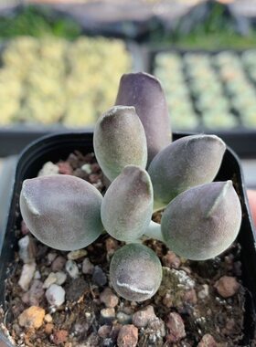 艺伎海豹  多肉植物稀有品种高颜值罕见小盆栽植物绿植（20包邮