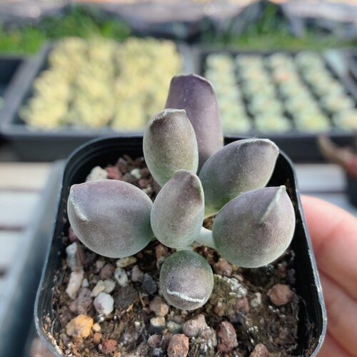 艺伎海豹  多肉植物稀有品种高颜值罕见小盆栽植物绿植（20包邮