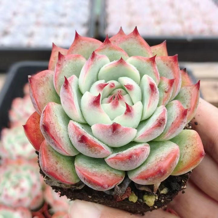 水蜜桃  多肉植物室内小盆栽好养胖嘟嘟肉肉花卉绿植（20包邮