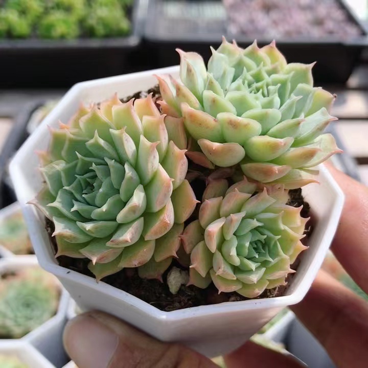 朱砂痣  多肉植物室内小盆栽阳台办公桌好养绿植萌肉肉（20包邮）