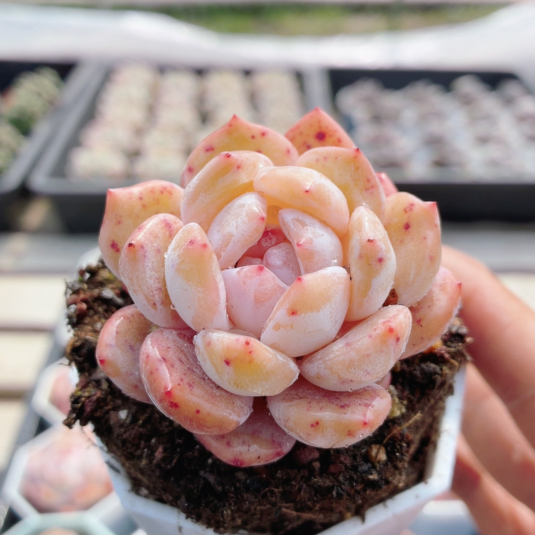 雪天使  多肉植物高颜值小盆栽阳台办公桌好养绿植花卉（20包邮）