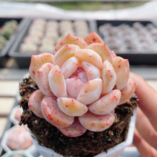 雪天使  多肉植物高颜值小盆栽阳台办公桌好养绿植花卉（20包邮）