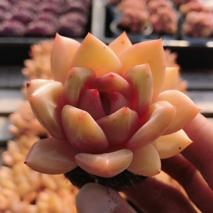 果冻香槟  稀有名贵多肉植物阳台好养高颜值花卉绿植盆栽（20包邮,鲜花速递/花卉仿真/绿植园艺,多肉植物,淘宝优惠券,粉丝福利购,淘宝优惠卷