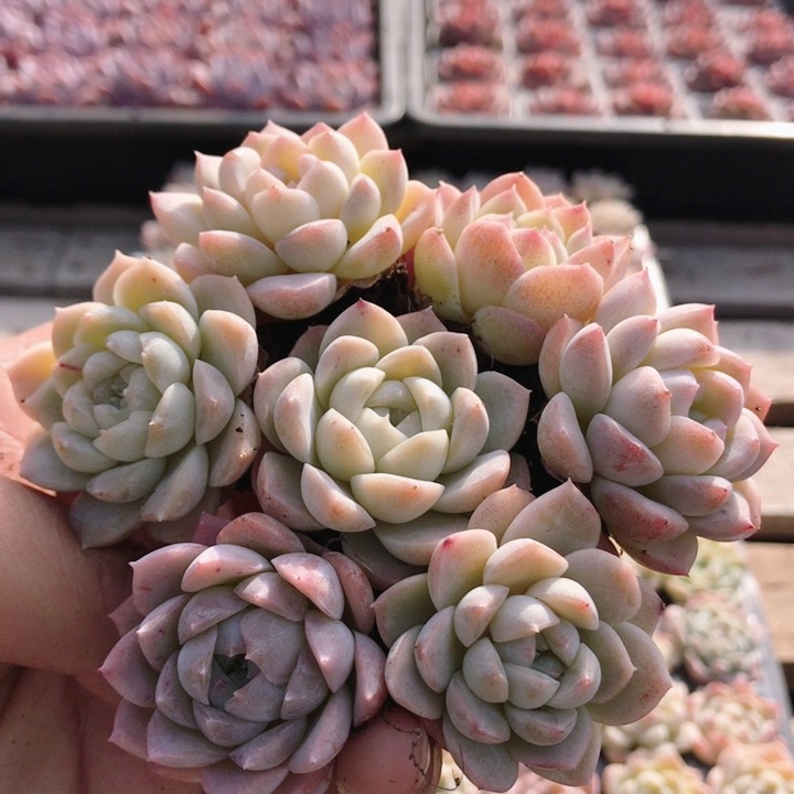 白桃汽水  多肉植物萌肉肉阳台稀有品种小盆栽好养易活（20包邮）