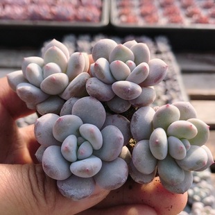 包邮 稀有名贵多肉植物新手阳台好养花卉绿植盆栽 香水奶酪