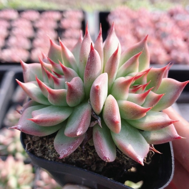 托斯卡内利  多肉植物盆栽懒人办公室阳台稀有好养易活（20包邮）