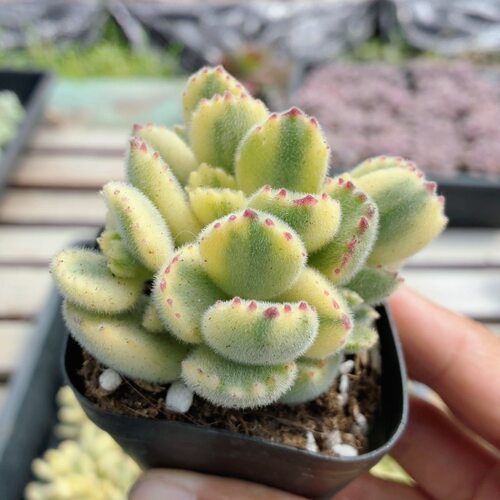 白熊  多肉植物精品多肉小盆栽懒人好养活花卉高颜值（20包邮）