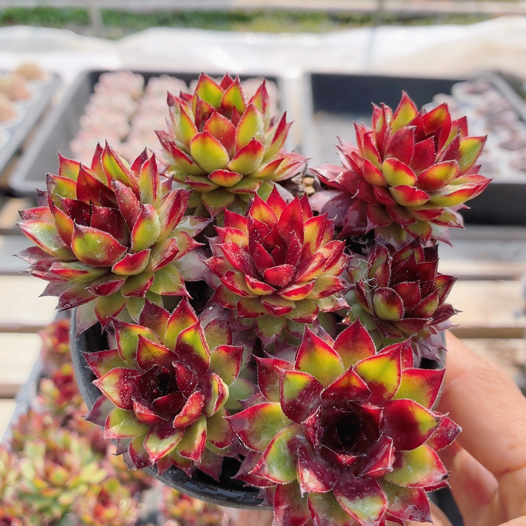 红钻  可爱萌肉多肉植物阳台好养易活小盆栽稀有品种（20包邮）