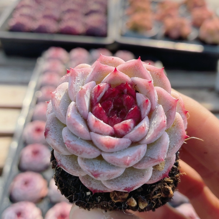 精品天鹅绒 稀有多肉植物窗台阳台好养高颜值花卉盆栽（20包邮）,鲜花速递/花卉仿真/绿植园艺,多肉植物,淘宝优惠券,粉丝福利购,淘宝优惠卷