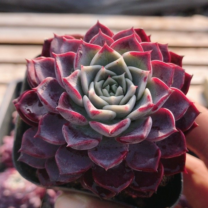 大腮红  多肉植物精品多肉小盆栽懒人好养活花卉高颜值（20包邮）,鲜花速递/花卉仿真/绿植园艺,多肉植物,淘宝优惠券,粉丝福利购,淘宝优惠卷