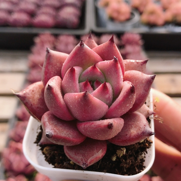 血罗  精品名贵多肉植物阳台办公室内高颜值好养小盆栽（20包邮）,鲜花速递/花卉仿真/绿植园艺,多肉植物,淘宝优惠券,粉丝福利购,淘宝优惠卷