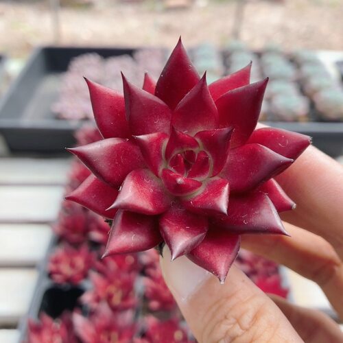 罗宾  高颜值多肉植物可爱好养阳台名贵花卉小盆栽（20包邮）