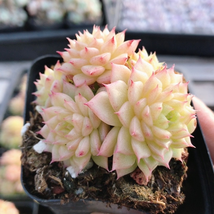 黄金坎特麦秆  稀有名贵多肉植物阳台窗台好养绿植小盆栽（20包邮