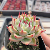 包邮 精品多肉植物桌面稀有绿植花卉盆栽高颜值 托斯卡内利