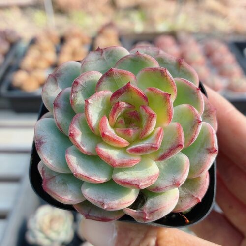 糖葫芦  多肉植物新手组合套餐盆栽好养易活精品高颜值（20包邮