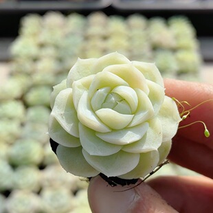 绿麦秆  稀有多肉植物盆栽办公室阳台新手好养高颜值花卉（20包邮