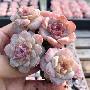 包邮 精品多肉植物阳台好养可爱迷你绿植小盆栽 精品冰魄