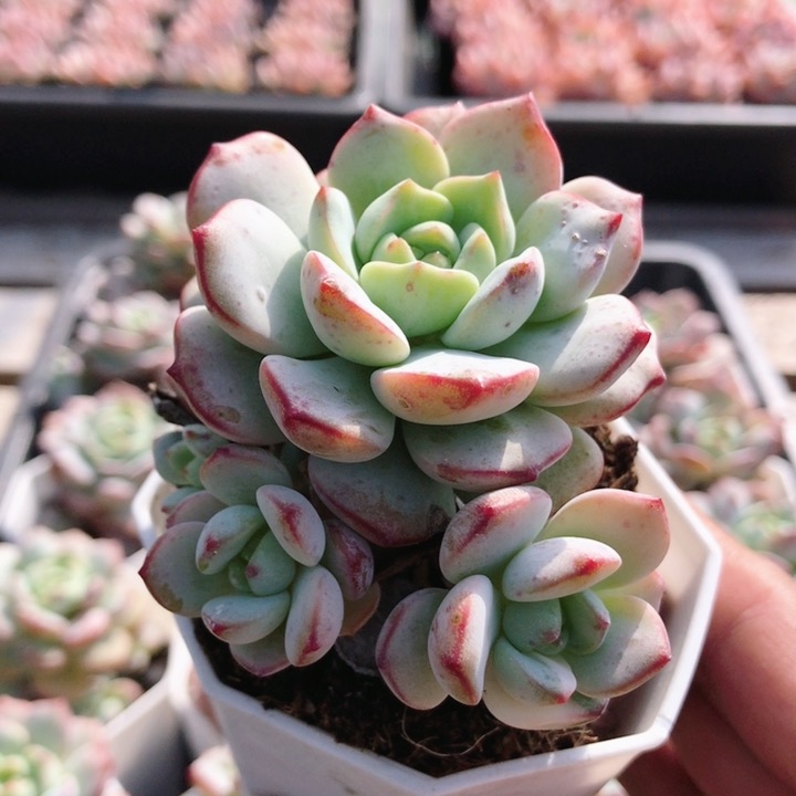 香草群生  精品多肉植物桌面稀有小盆栽肉肉绿植花卉（20包邮）