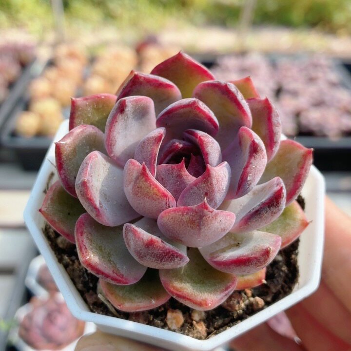 蓝莓  名贵多肉植物阳台好养高颜值稀有绿植花卉盆栽（20包邮）