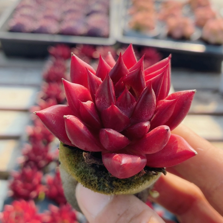 红灵魂  高颜值多肉植物阳台办公室内花卉绿植小盆栽（20包邮）,鲜花速递/花卉仿真/绿植园艺,多肉植物,淘宝优惠券,粉丝福利购,淘宝优惠卷