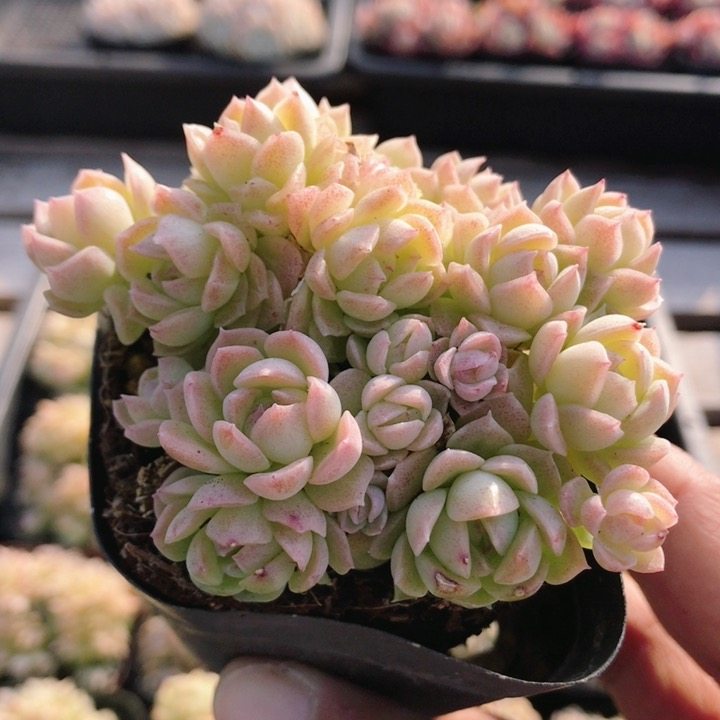 爱杜丽尔  多肉植物阳台好养精品高颜值花卉绿植小盆栽（20包邮）,鲜花速递/花卉仿真/绿植园艺,多肉植物,淘宝优惠券,粉丝福利购,淘宝优惠卷