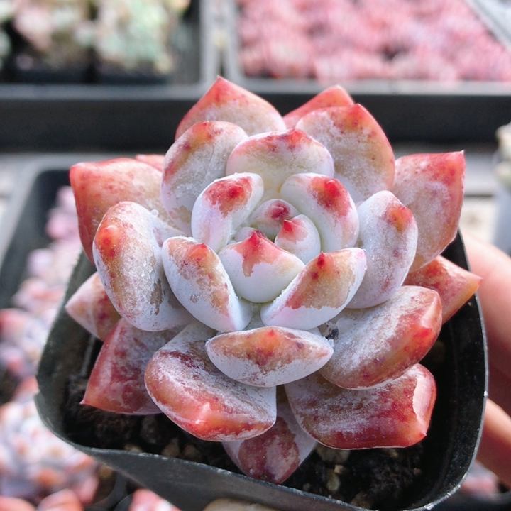 粉色橙梦露   稀有多肉植物阳台好养绿植花卉小盆栽名贵（20包邮