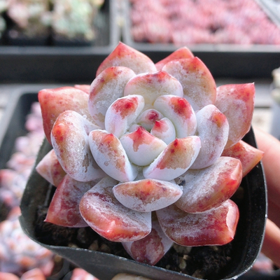 粉色橙梦露   稀有多肉植物阳台好养绿植花卉精品小盆栽（20包邮