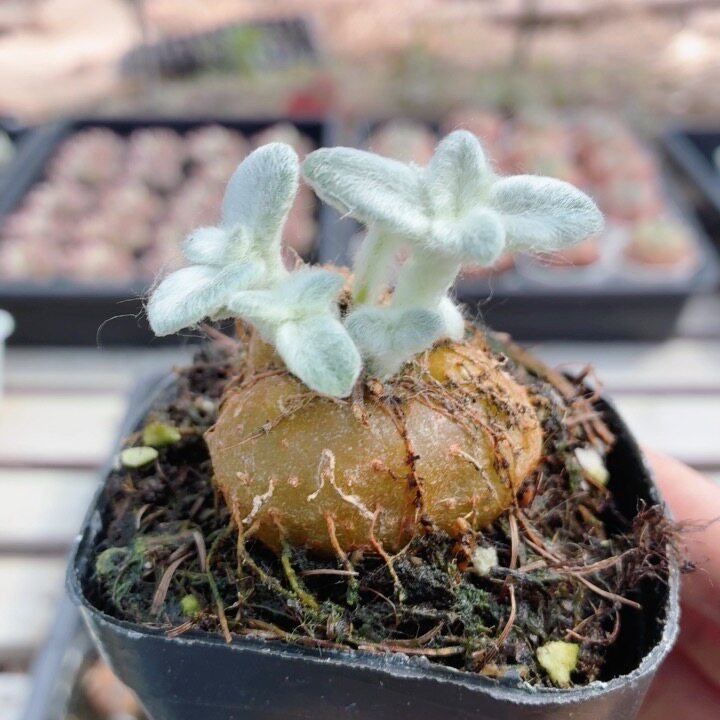 断崖女王 多肉植物好养易活阳台绿植花卉高颜值稀有盆栽(20包邮