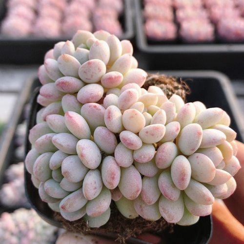 小红蛋  高颜值精品多肉植物阳台窗台好养活名贵小盆栽（20包邮）