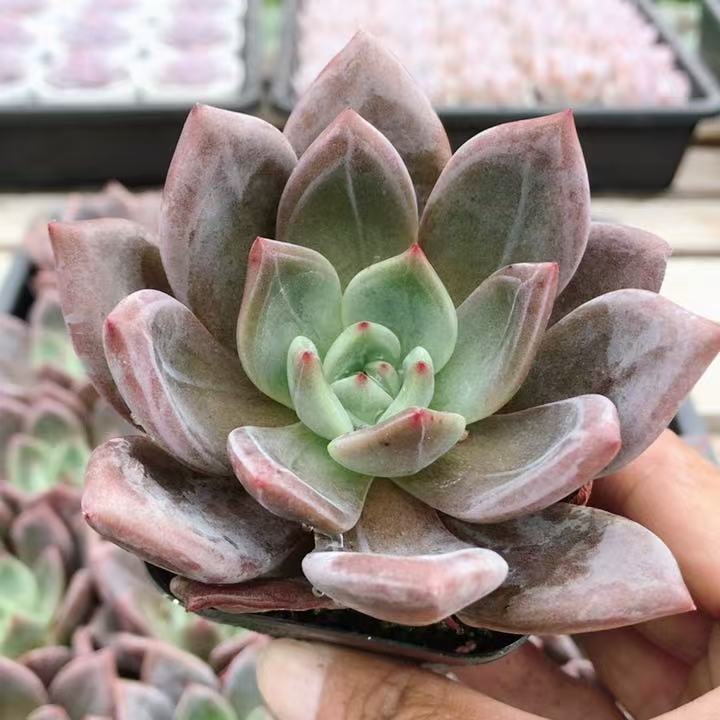 酒红香槟  多肉植物精品多肉小盆栽懒人好养活花卉肉肉（20包邮
